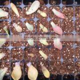 204cells Hydroponic Seed Germinator Trays, 0.8mm Thickness, 165g thumbnail-1