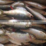 Fresh Sardine for Bait on Sale thumbnail-4