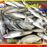 FROZEN W/R MARUADSI thumbnail-6