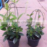 Bamboo U-shape Hoops Made Of Bamboo Stick For Agriculture Flower And Vegetable Plant Support thumbnail-1