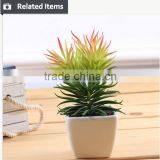Cutest Succulent Plants Wholesale Mini Tropical Plants thumbnail-3