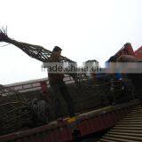 Lagerstroemia Indica Tree Different Shape Downloading thumbnail-2