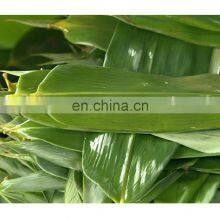 Wholesale Wild Natural Hand-picked High Quality Dried Bamboo Leaves From Vietnam thumbnail-5
