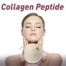 Collagen Factory Marine Fish Small Molecule Fish collagen peptides hydrolyzed thumbnail-3