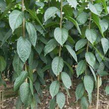 100% Pure Eucommia Extract Chlorogenic Acid Powder 5-98%（10% 25% 30% 50% 90%） (HPLC) thumbnail-3