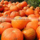 Kinds of Dried Vegetableand Spices Powder Onion Powder thumbnail-1