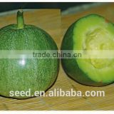 green hybrid musk melon seeds