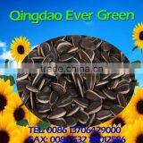 New Crop Chinese Black Sunflower Seeds 601 thumbnail-1
