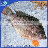 frozen seafood IQF tilapia fish whole round supply