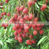 Yummy Natural Lychee Juice Beverage OEM thumbnail-2