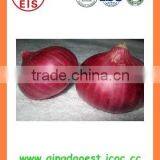 Export China Fresh Organic New Crop Red and Yellow Onion thumbnail-1