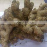 VIETNAM FRESH GINGER thumbnail-2