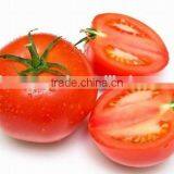 High purity tomato seeds seeds for sale