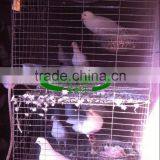 Low Carbon Steel Wire Pigeon Cage for Poultry Farm thumbnail-6