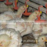 High Quality Automatic Poultry Watering System for Chicken Farm Houses thumbnail-6
