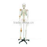170cm Human Body Anatomy Bone Skeleton Model thumbnail-2