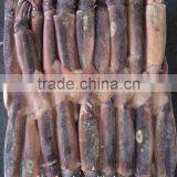 Frozen Argentina Illex Squid for Wholesale thumbnail-3