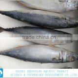 Best Price Frozen Fish Frozen Mackerel 400-600g thumbnail-2