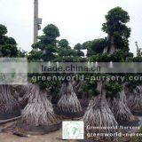Ficus Microcarpa Big Root and Stump Shape thumbnail-1