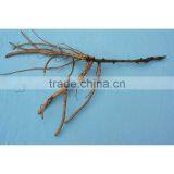 Tree Peony Plant Root 3 Years Old 1 Shoots (branches) thumbnail-1