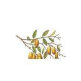 5-Hydroxytryptophan  (5-HTP) thumbnail-1