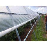 Low Cost Greenhouse of High Quality thumbnail-1