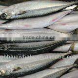 Canned Fish Mackerel 200-300g