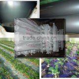 Commercial Tunnel Greenhouse Film for Tomato Planting Quality Choice thumbnail-1