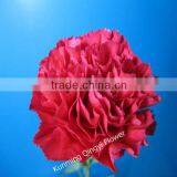 Mother's Day Use Fresh Cut Flowers Carnation thumbnail-1