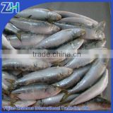 whole sale price frozen sardine sardine for bait on sale