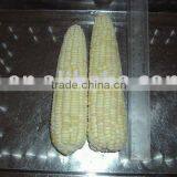 Fresh Frozen Corn thumbnail-1