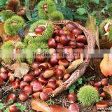 High Grade Dried Chestnuts/health Food/dried Chestnuts for Sale thumbnail-4