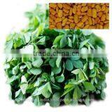 Fenugreek Seed Oil (Co2) thumbnail-1