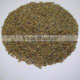 Spice-Dill Seeds / Anthem Graveolens / Suwa thumbnail-3