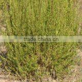 Buchu (Agathosma Betulina) thumbnail-1