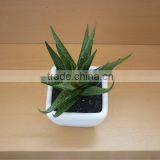 Best Exporting Factory Direct Sell Decorative Mini Succulent Plant Artificial Zebra Aloe Bonsai Potted