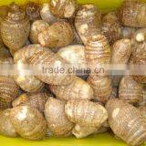 Fresh Taro thumbnail-5