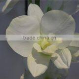 Brand Name Decorative Artificial Flowers Fabric Large Butterfly Orchid thumbnail-2