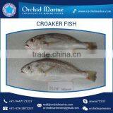 Fresh Frozen Yellow / Silver Croaker Fish thumbnail-3