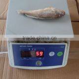 Frozen Yellow Croaker 40/60 G/pc thumbnail-5