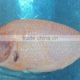 BLACK TILAPIA/ RED TILAPIA/ OREOCHROMIS/ PERCH thumbnail-5