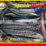 W/R FROZEN SPANISH MACKEREL thumbnail-1