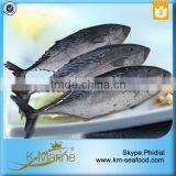 Hot Selling 18 Months Shelf Life Frozen Bonito Tuna Whole Fish thumbnail-6