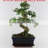 Ligustrum 20cm Art thumbnail-1