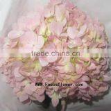 High-class Fresh Cut Flowers Colombia Silk Vision Flowers Wholesale Kunming Flower Exporter From Rolane thumbnail-2