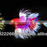 Wholesale Betta Fish / Ornamental Fish thumbnail-3