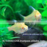 Albino Tinfoil Barb Fish For Sale / Aquarium Fish Farm thumbnail-6