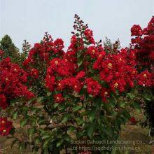 Prices of Lagerstroemia Indica in 2021, Prices of Crape Myrtle, Nursery thumbnail-1