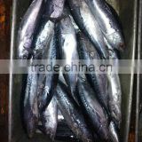 Frozen bonito fish for sale Auxis thazard