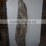 Polished Petrified Wood thumbnail-1